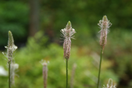 Plantago media Ruige weegbree bestellen